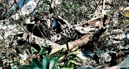 Wreckage