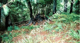 Charred trees remaining at crash site
