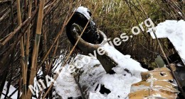 Wreckage