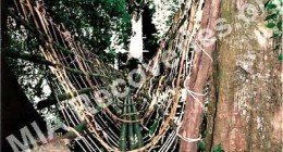 One of many precarious hanging bridges