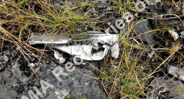Wreckage