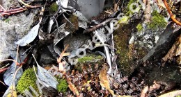 Wreckage
