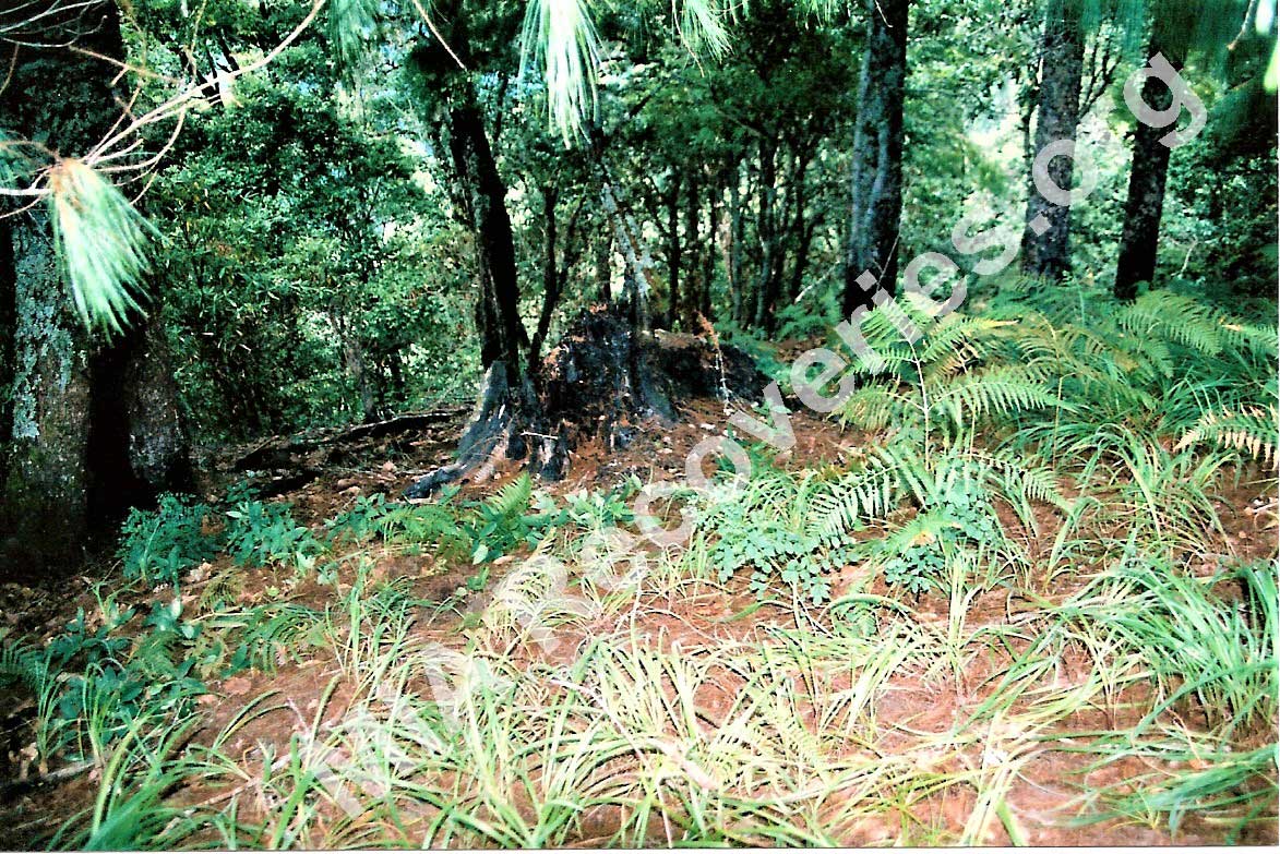 Charred trees remaining at crash site